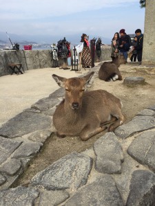 宮島鹿